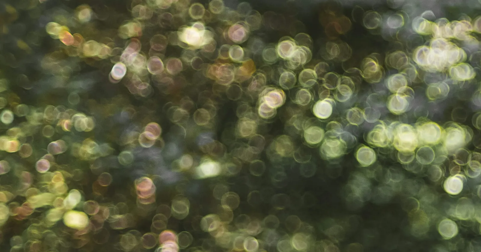 Abstract image of blurred sunlight filtering through the trees